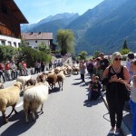 Almabtrieb in Jerzens